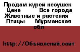 Продам курей несушек › Цена ­ 350 - Все города Животные и растения » Птицы   . Мурманская обл.